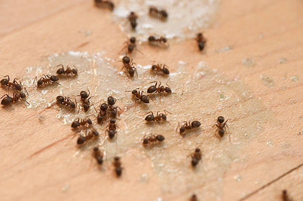 Best Ant Control Services  in Morgantown, KY