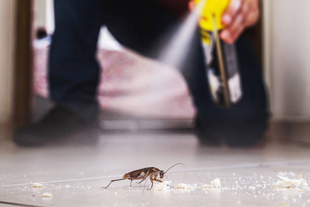 Best Affordable Pest Control Services  in Morgantown, KY