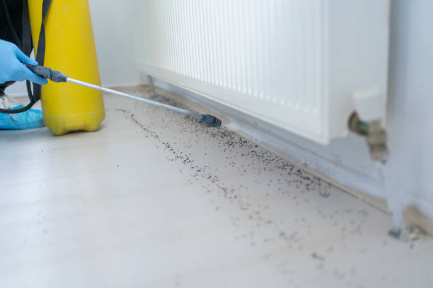 Best Affordable Pest Control Services  in Morgantown, KY