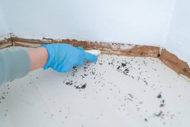 Insect Control in Morgantown, KY
